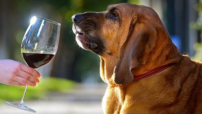 cane vino