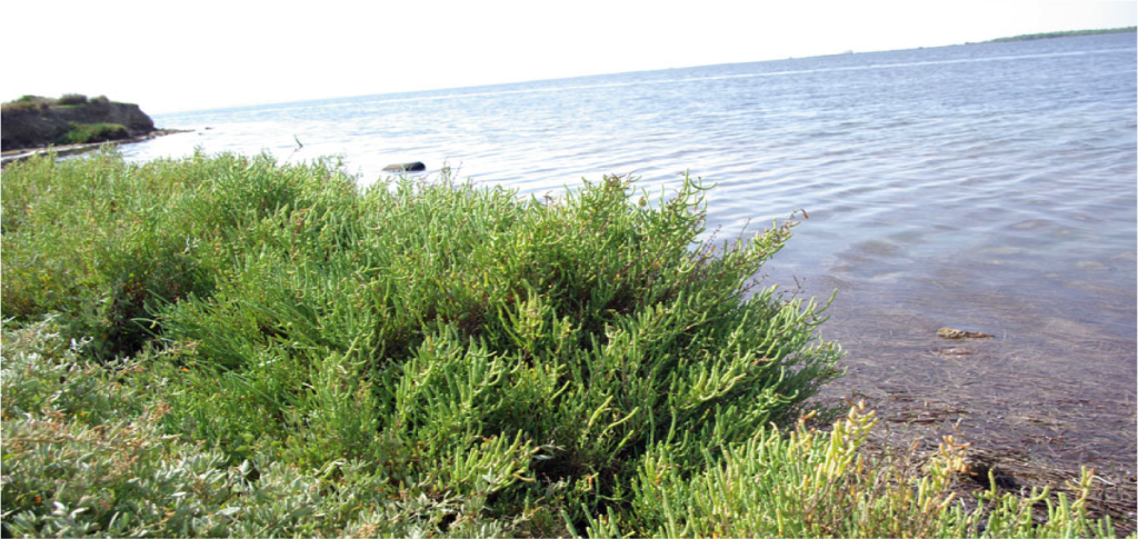 Salicornia
