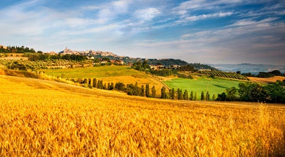 campagna giugno