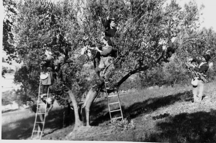 raccolta_olive_2