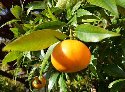 mandarino di vigna