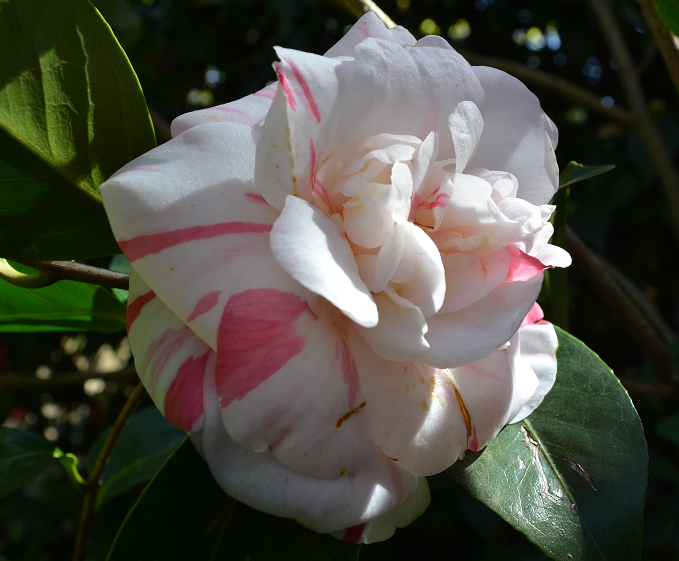 Camelia